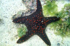 Pentaceraster cumingi