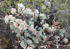 Crassula arborescens arborescens