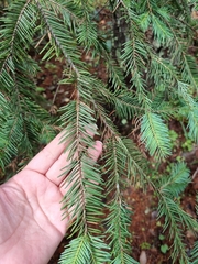 Abies durangensis
