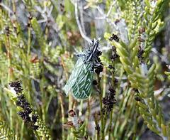 Dichroma equestralis