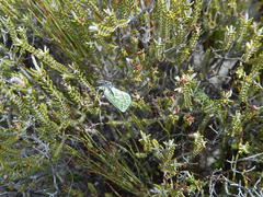 Dichroma equestralis