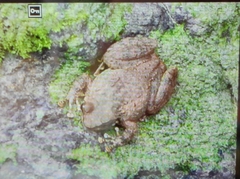 Zhangixalus omeimontis