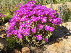 Lampranthus dregeanus