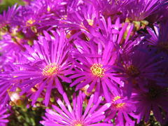 Lampranthus dregeanus