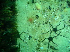 Thyone aurea