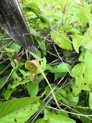 Aristolochia pringlei
