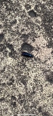 Insecta