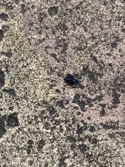 Insecta