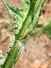Lixus filiformis
