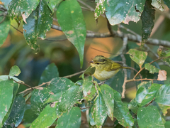 Phylloscopus ogilviegranti