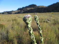 Leucadendron concavum