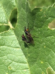 Dilophus antipedalis