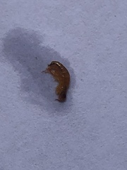 Insecta