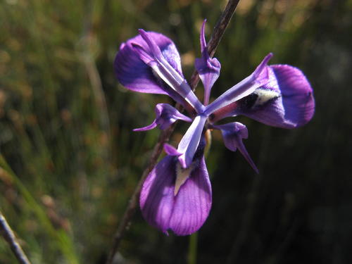Klippies Tulp (Moraea petricola)