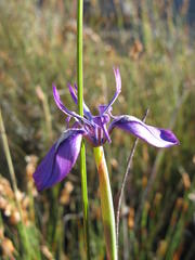 Moraea petricola