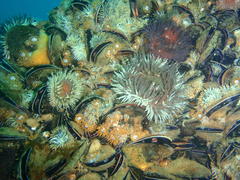 Bunodactis reynaudi
