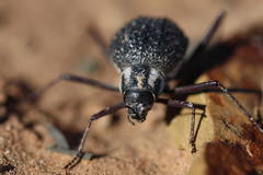 Stenocara gracilipes