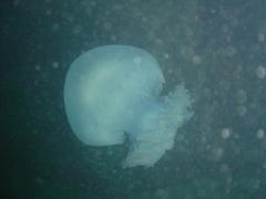Eupilema inexpectata