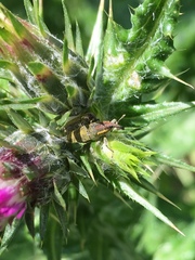 Lixus filiformis