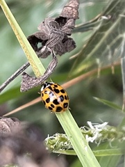 Harmonia axyridis