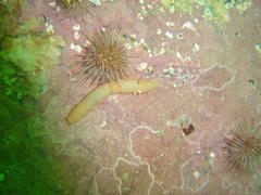 Thyone aurea