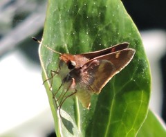 Ochlodes sylvanoides