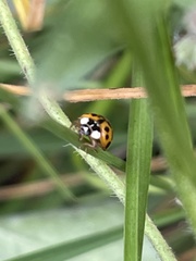 Harmonia axyridis