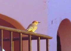 Melanerpes uropygialis