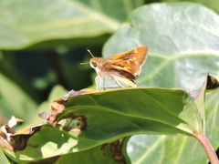 Ochlodes sylvanoides