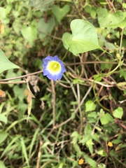 Ipomoea cardiophylla