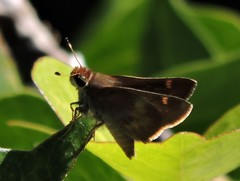 Ochlodes sylvanoides