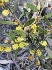 Acacia lanigera
