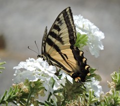 Papilio rutulus