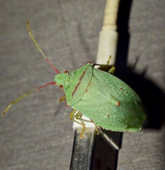 Chlorocoris rufopictus