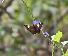 Netrocoryne repanda