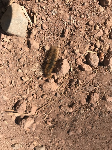 iNaturalist observation photo of Tiger Moths