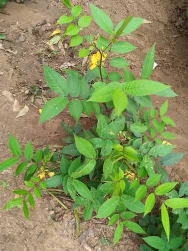 Coffee Senna