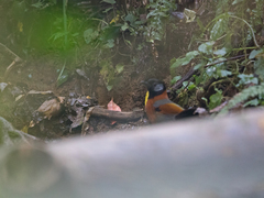 Trochalopteron yersini