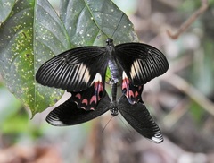 Papilio ambrax