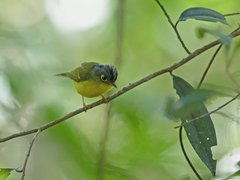 Phylloscopus intermedius