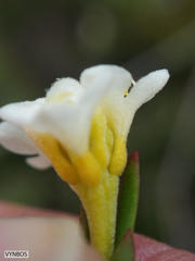 Lachnaea capitata