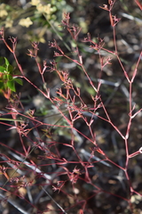 Euphorbia cumbrae