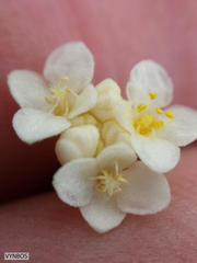Lachnaea capitata