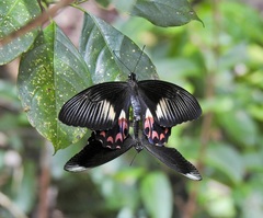 Papilio ambrax