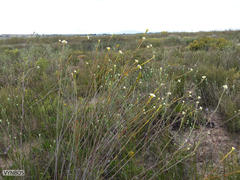 Lachnaea capitata
