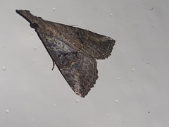 Hypena minualis
