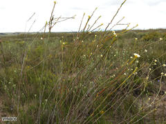 Lachnaea capitata