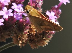 Ochlodes sylvanoides