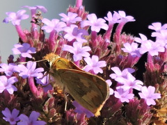 Ochlodes sylvanoides