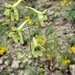 Delphinium viride - Photo (c) Alejandra Peña Estrada, some rights reserved (CC BY), uploaded by Alejandra Peña Estrada